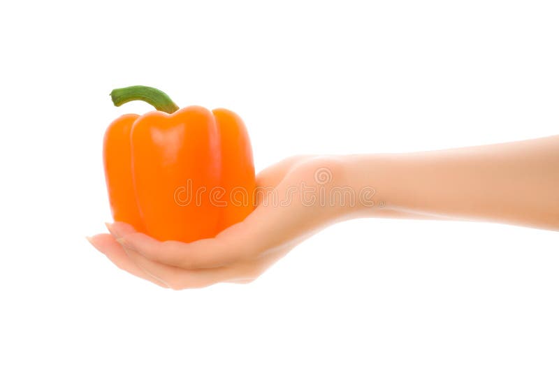 Woman's hand holding orange pepper. Woman's hand holding orange pepper