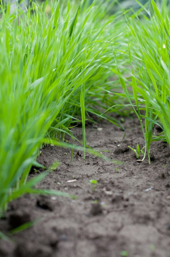 Healthy Grass Growing in Soil Stock Photo Image of fresh, meadow