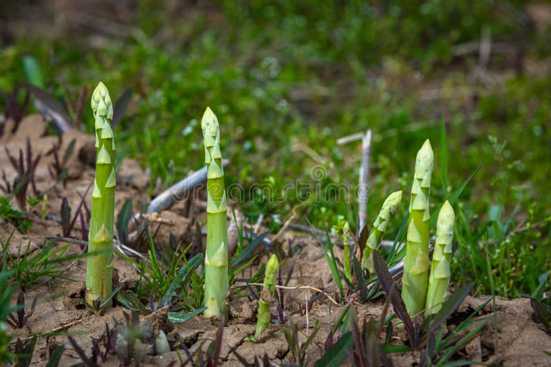 Healthy Green Asparagus Growing Stock Image Image of plant, healthy