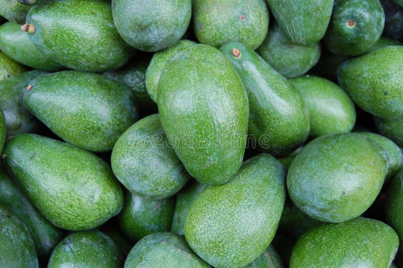 healthy green avocados