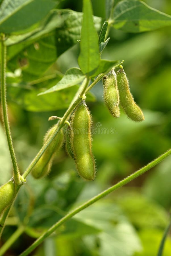 Verdi, semi di soia (Glycine max) in crescita nel settore.