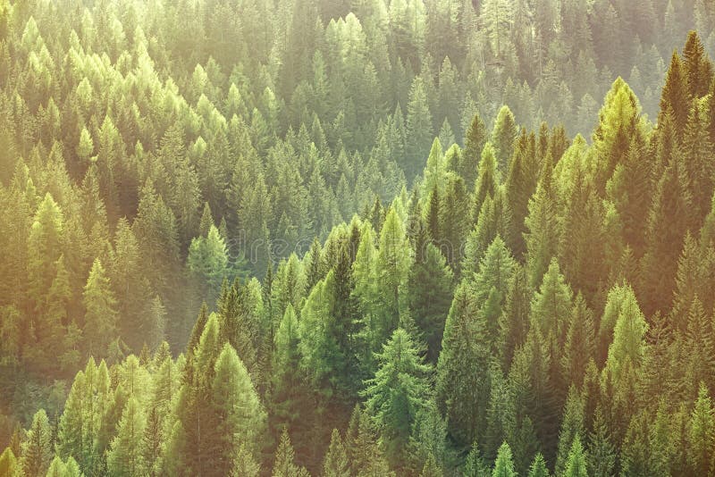 Healthy green trees in a forest of old spruce, fir and pine trees