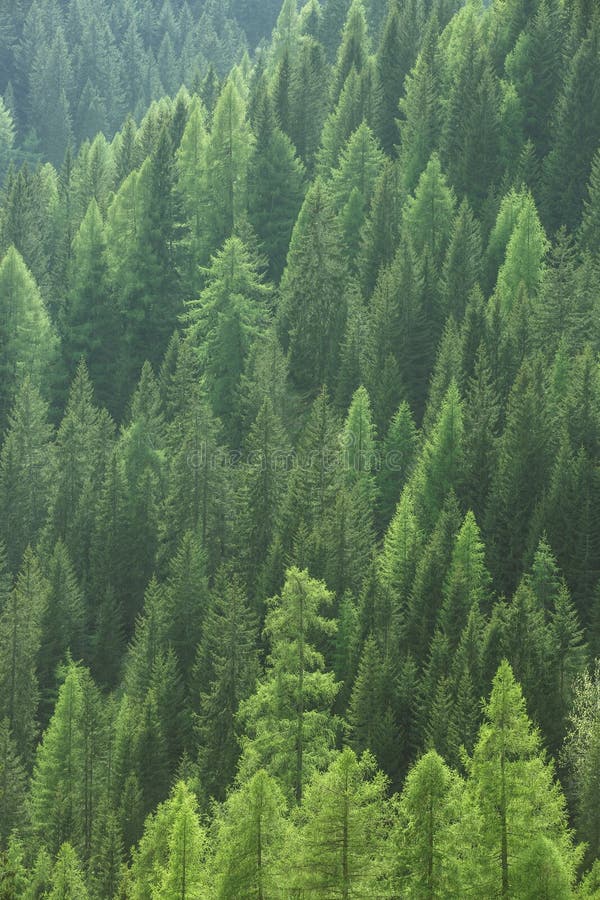 Healthy Green Trees in a Forest of Old Spruce, Fir and Pine Stock Image ...