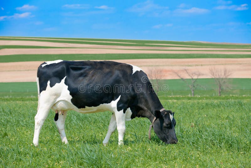 A Healthy Holstein Cow Stock Image Image 19940971