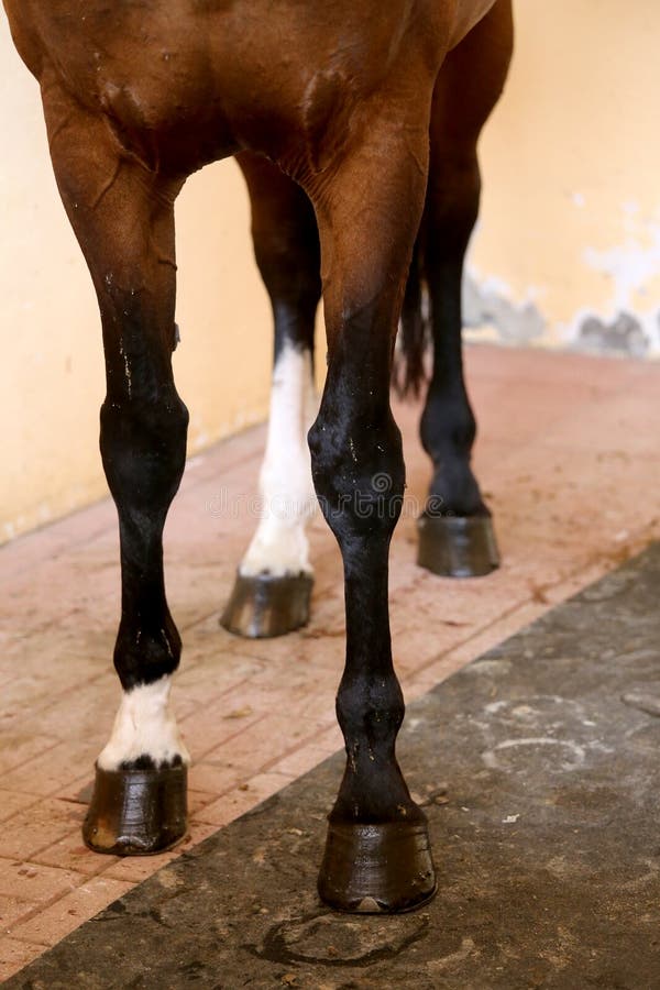 Healthy horse feet of a show jumper horse. Four beautiful hooves of a show jumper horse before the open air race. Healthy horse feet of a show jumper horse stock image Healthy horse feet of a show jumper horse. Four beautiful hooves of a show jumper horse before the open air race. Healthy horse feet of a show jumper horse stock image