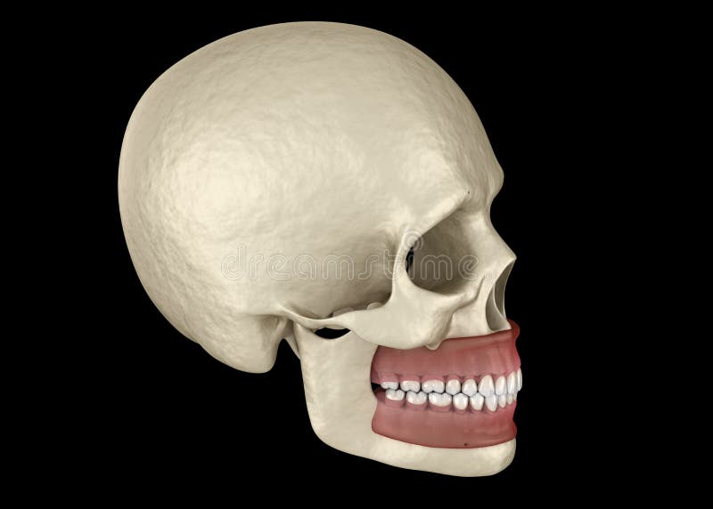 Normal Occlusion Tooth 3d Stock Illustrations – 13 Normal Occlusion