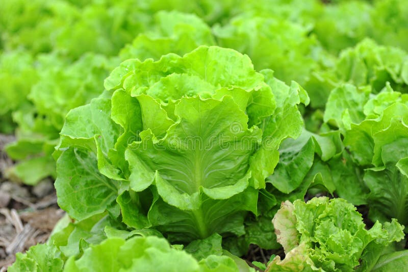 Healthy lettuce