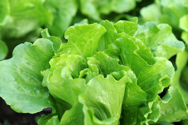 Healthy lettuce stock image. Image of horizontal, grow 23252899