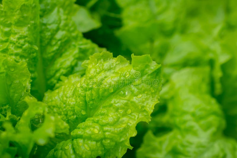 Healthy Lettuce Green Vegetable in the Garden with Waterdropes Stock
