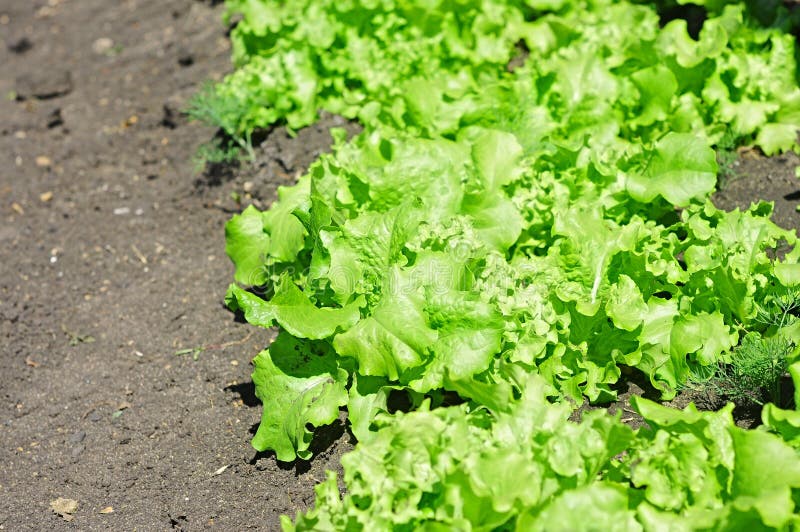 Healthy lettuce stock image. Image of seedlings, patch - 31733901