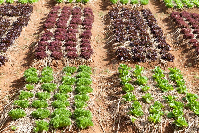 Healthy Lettuce Growing in the Soil Stock Image Image of garden, health 63865259