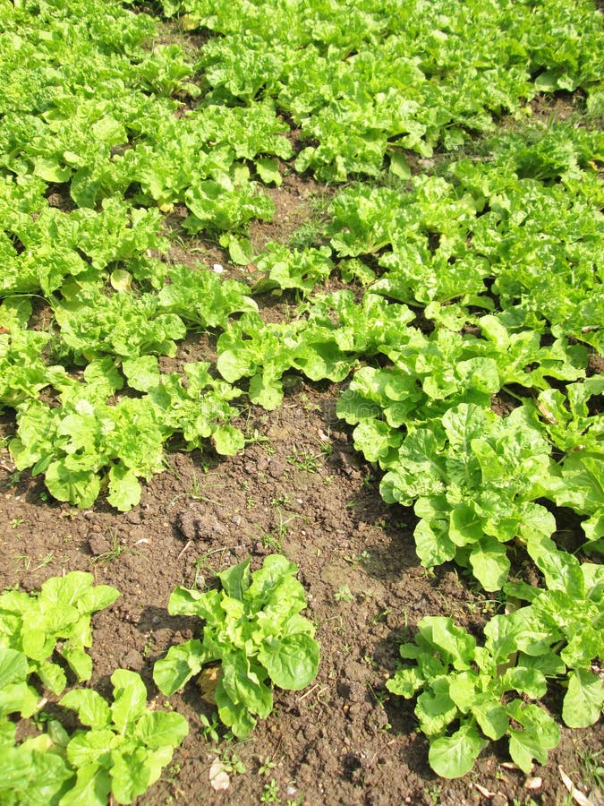 Healthy Lettuce Growing in the Soil Stock Image Image of gardening, cultivation 66186799
