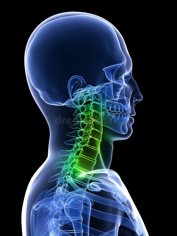 Healthy neck stock illustration. Illustration of healthy - 12902553