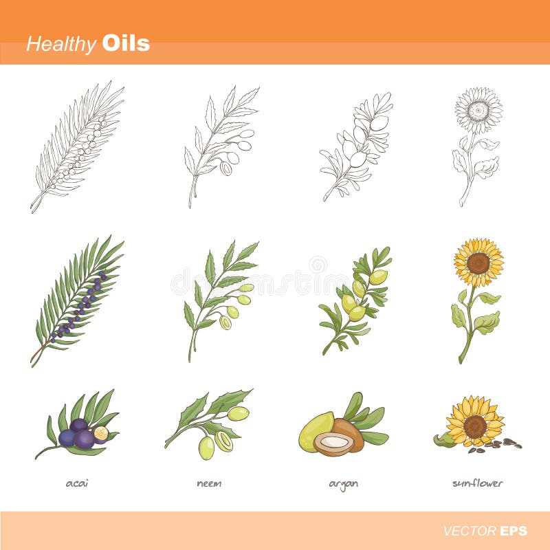 Healthy oils stock illustration Healthy oils stock illustration
