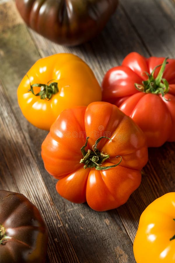 Healthy Organic Heirloom Tomatoes Stock Photo Image of healthy, nature 148543582