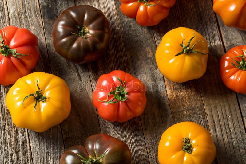 Healthy Organic Heirloom Tomatoes Stock Image Image of healthy, fruit 148544567