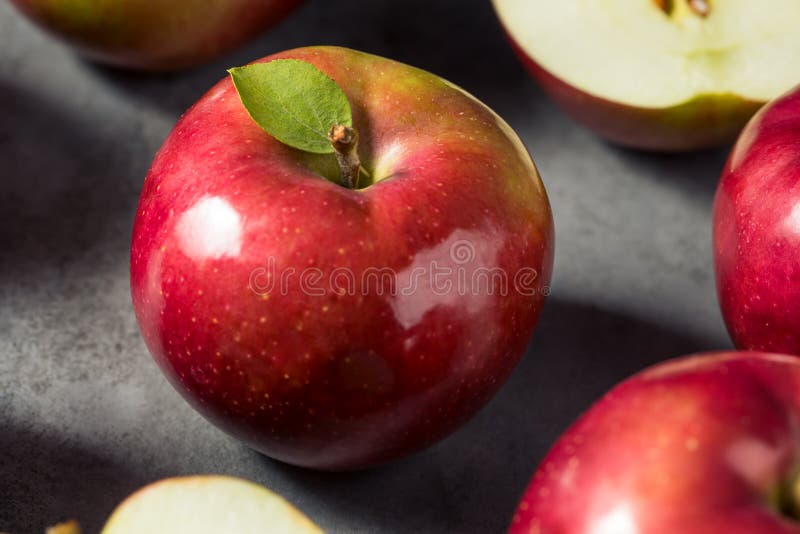 Healthy Organic Mcintosh Apples Stock Image Image of branch, ripe 231546619