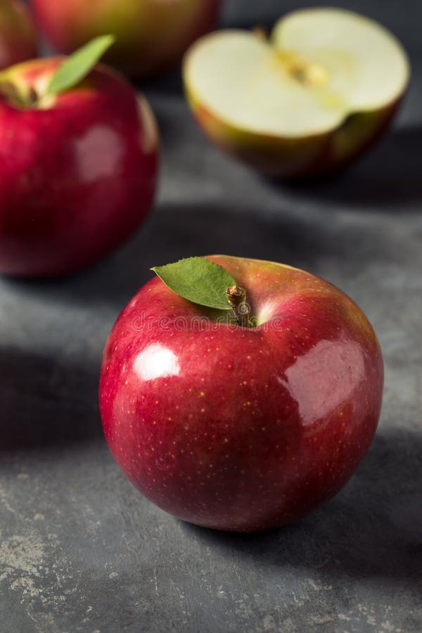 Healthy Organic Mcintosh Apples Stock Image Image of branch, health