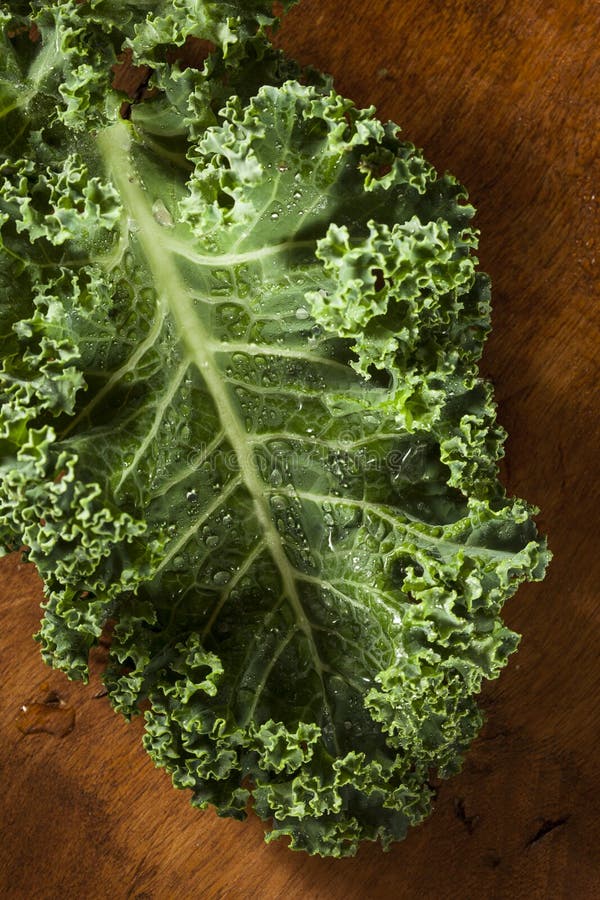 Healthy Raw Green Kale stock image. Image of italian 37822077