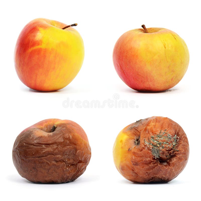 Rotten Apple - Stock Image - F003/9696 - Science Photo Library