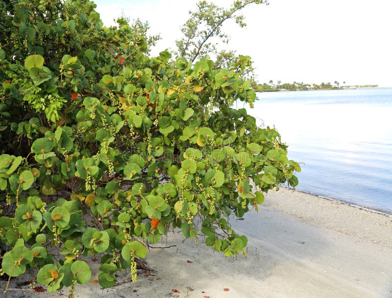 731 Sea Grape Tree Photos Free Royalty Free Stock Photos From Dreamstime 731 Sea Grape Tree Photos Free Royalty Free Stock Photos From Dreamstime