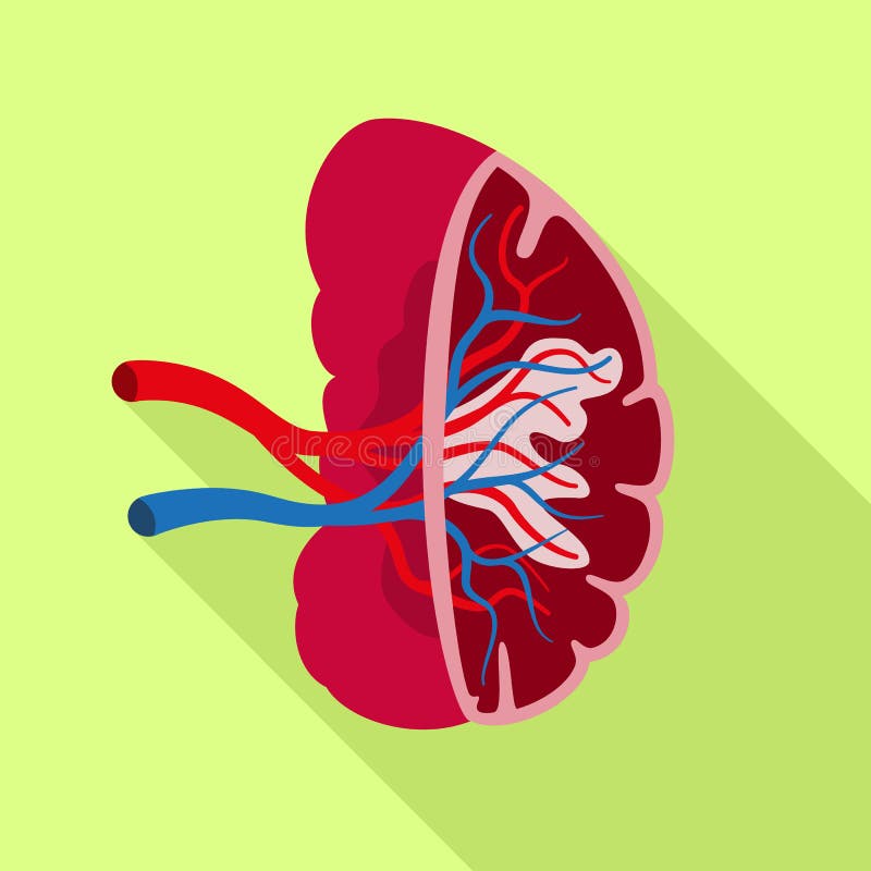 Salpingitis. Inflammation Of The Fallopian Tube. Oophoritis. Inflammation  Of The Ovary. Pelvic Organs. Infographics. Vector Illustration On Isolated  Background. Royalty Free SVG, Cliparts, Vectors, and Stock Illustration.  Image 68281130.