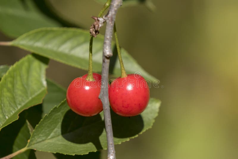 Healthy Red Cherry Berries Growing on a Cherry Tree Stock Image Image