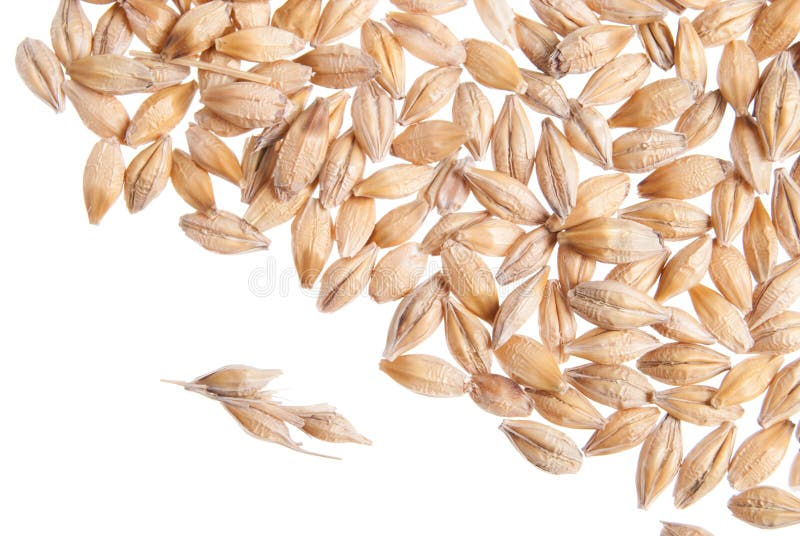 Barley Seeds stock photo. Image of harvest, grains, food 35618408