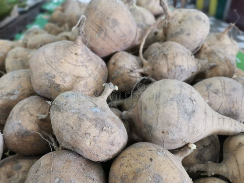 Heap of Brown Jicama Turnip Stock Photo Image of freshness, mexian