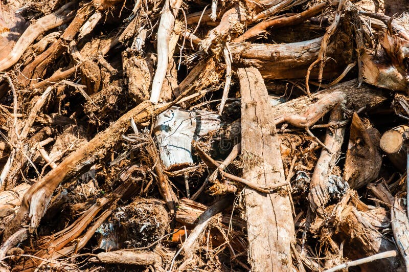 Bunch of dried trees roots close-up lying on the ground stock image