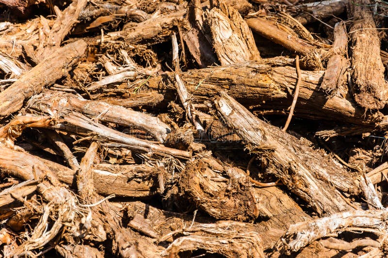 Bunch of dried trees roots close-up lying on the ground royalty free stock photo