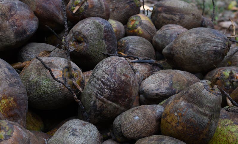 Coconuts Brown On Tree Coconut Palm, Brown King Coconut Young In Garden ...