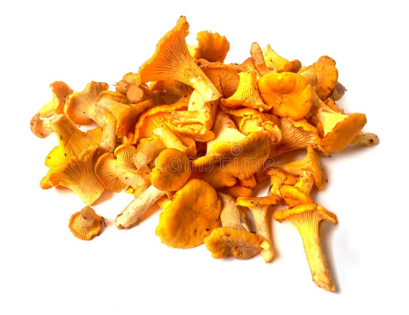 Heap of fresh organic chanterelle mushrooms Cantharellus cibarius royalty free stock images Heap of fresh organic chanterelle mushrooms Cantharellus cibarius royalty free stock images