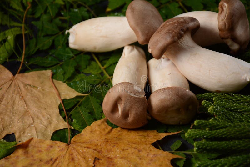 Heap of Fresh Raw Mini King Oyster Mushrooms. Stock Photo Image of