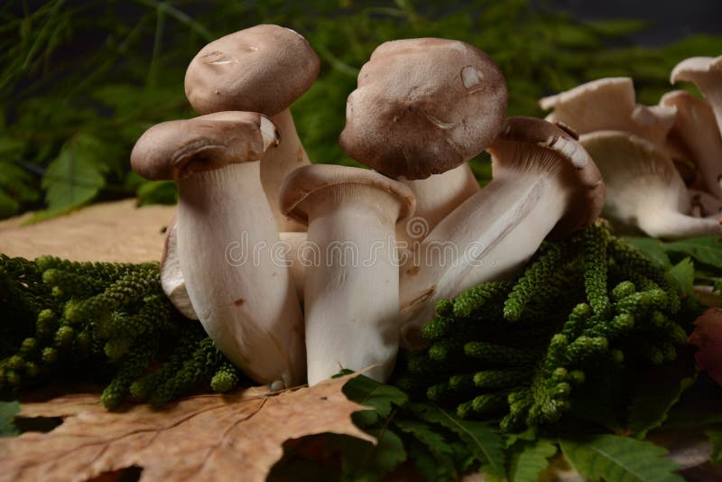 Heap of Fresh Raw Mini King Oyster Mushrooms. Stock Image Image of