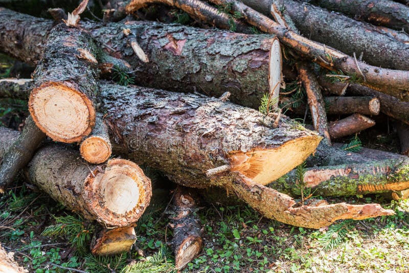 Heap of Pien Tree Logs stock image