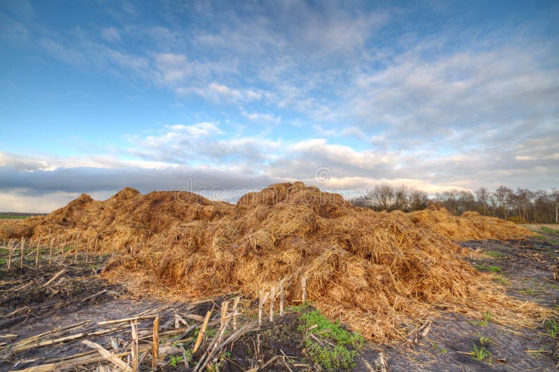 Heap of horse manure on a field