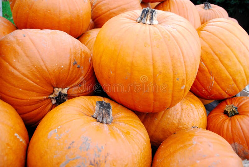 Heap of large orange pumpkins royalty free stock images