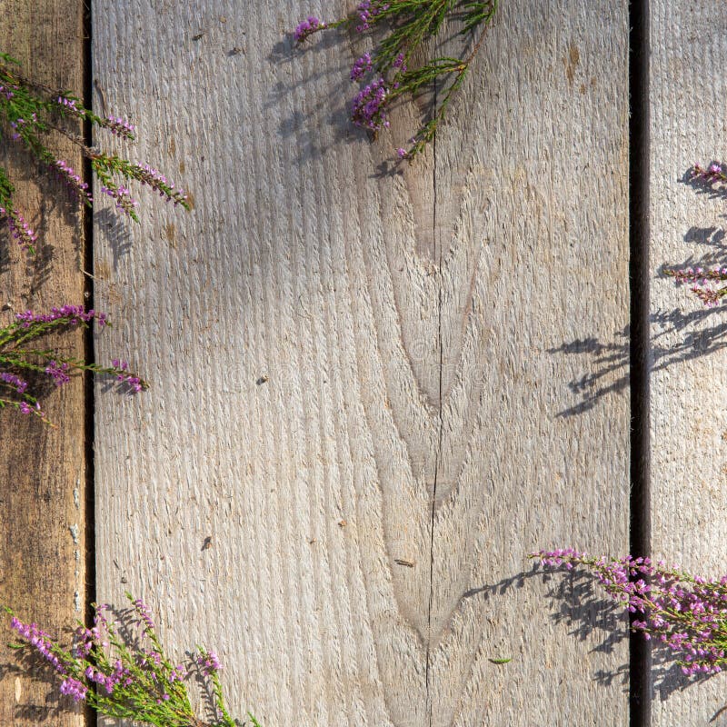 Bunch of heather flower (calluna vulgaris, erica, ling) on shabby