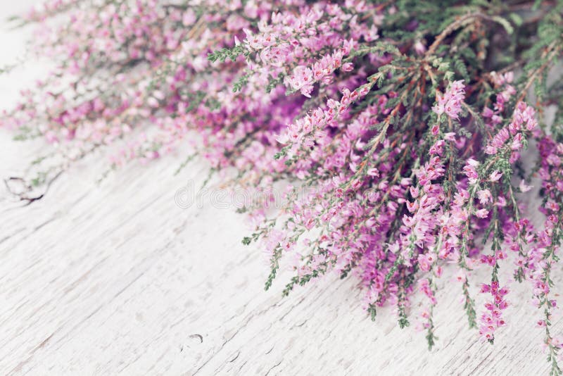 Calluna vulgaris, Ling, Erica, Heather. Floral background