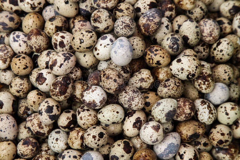 Heaped pile of quails eggs stock image. Image of close 67564301