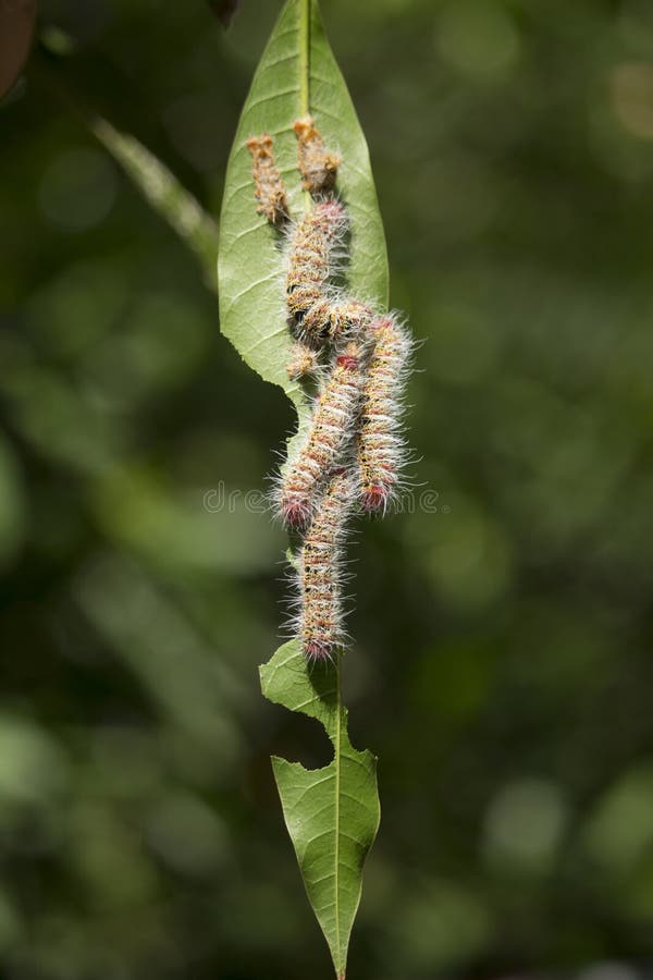 Heaps of caterpillars on plant leaves. Prague destroying leaves.