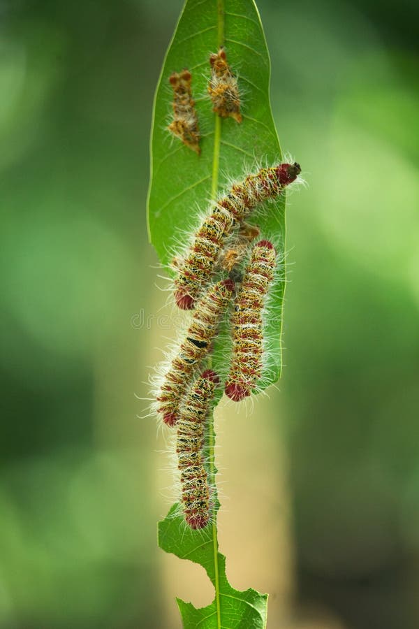 Heaps of caterpillars on plant leaves. Prague destroying leaves.