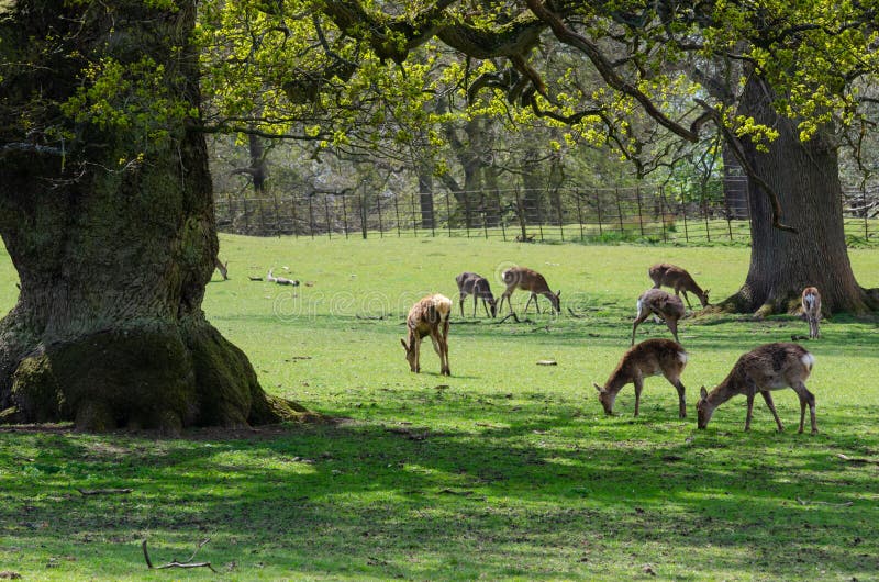 Heard of deer at Woburn Abbey Park in Bedfordshire, England, UK