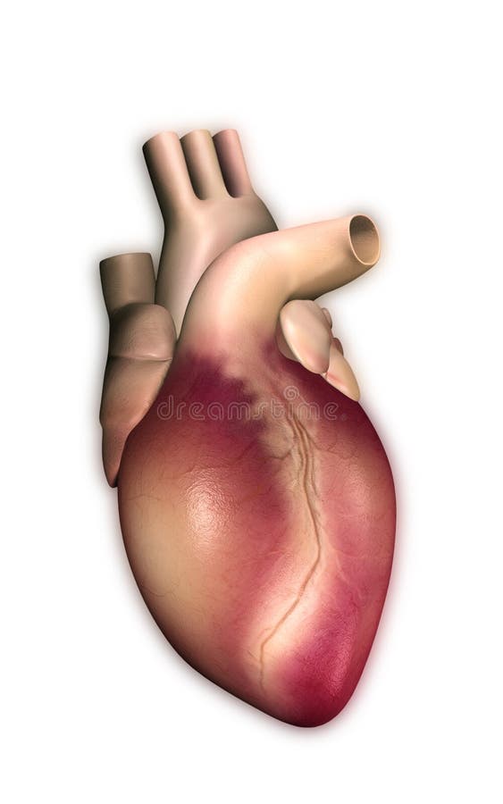 Heart vector illustration