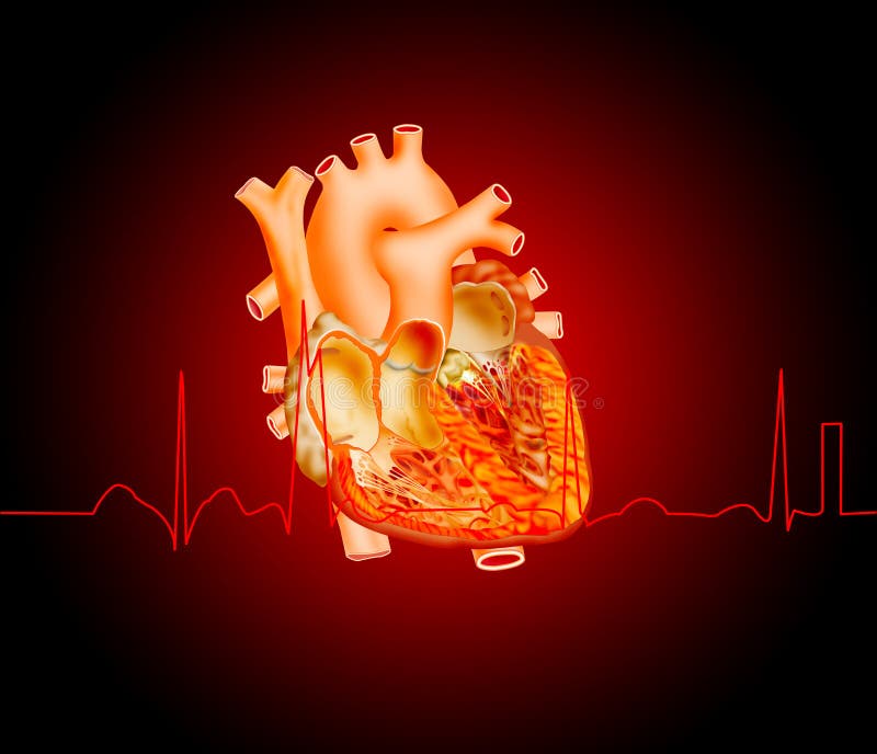 Heart stock illustration