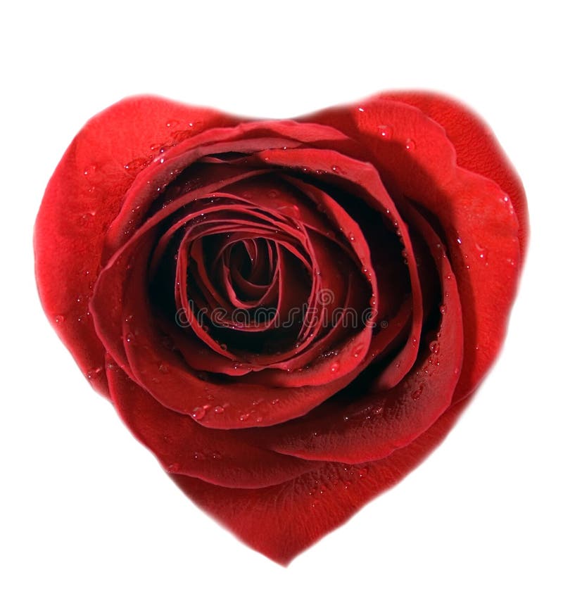 Rose heart stock image. Image of fragility, open, centre - 19723279