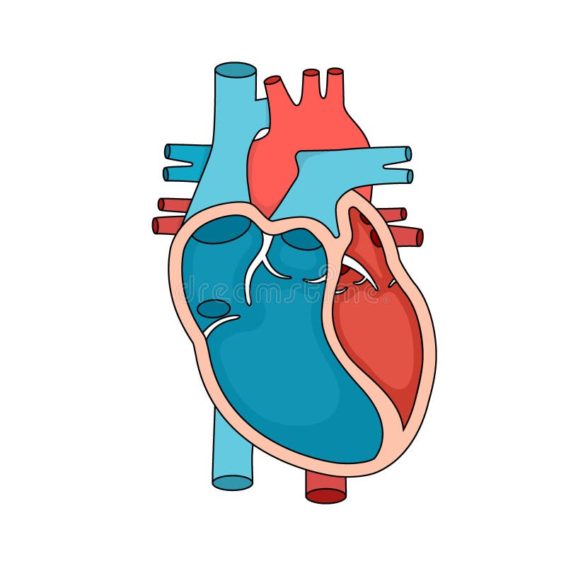 Heart Anatomy with Cross-section and Non Cut View. Anatomically Correct ...