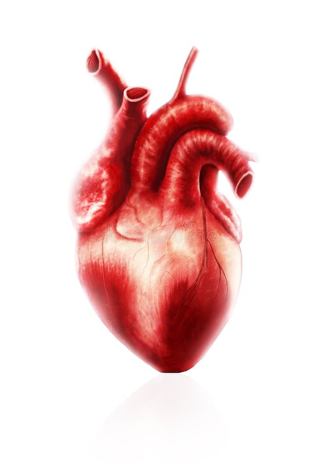 Illustration of the heart diagram. Illustration of the heart diagram