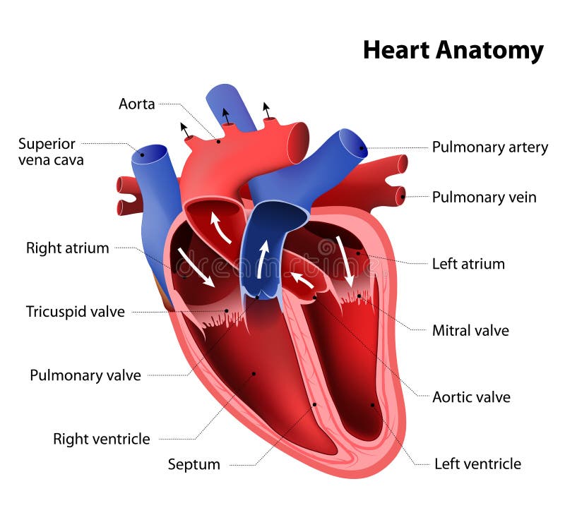 Human Heart Anatomy stock vector. Illustration of internal - 38070552